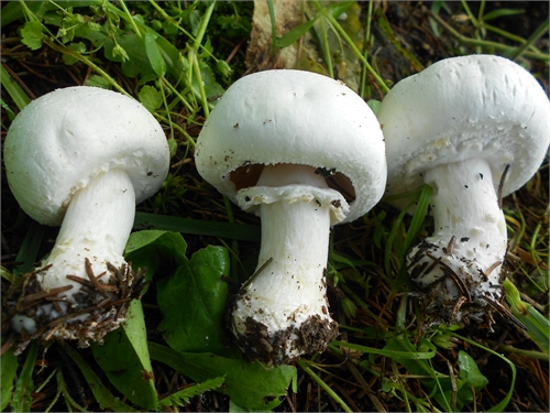 Agaricus amanitaeformis